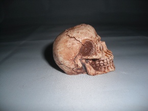Skulls