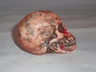 Skulls Enlarged